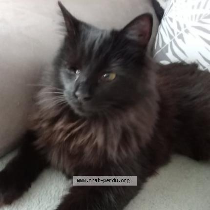 Photo de chat perdu à Dampierre Sous Bouhy