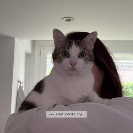 Photo 1/1 Chat retrouvé Perdu à Tarbes