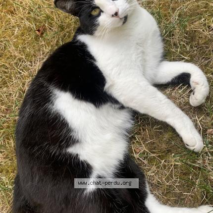 Photo 1/1 Chat retrouvé Perdu à Monnaie