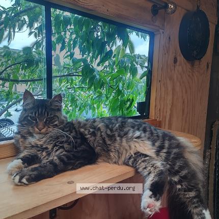 Photo 1/1 Heyoka Chat perdu à Aniane