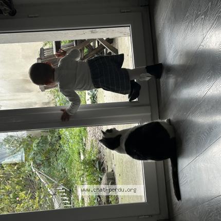 Photo 1/1 Simba Chat perdu à Decines