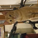 Photo de chat perdu à Chennai