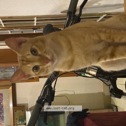 Photo 1/1 Cheetos Chat perdu à Chennai