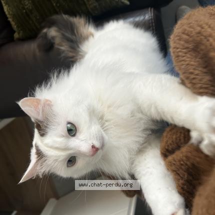 Photo 1/1 Chat retrouvé Perdu à Saint sebastien