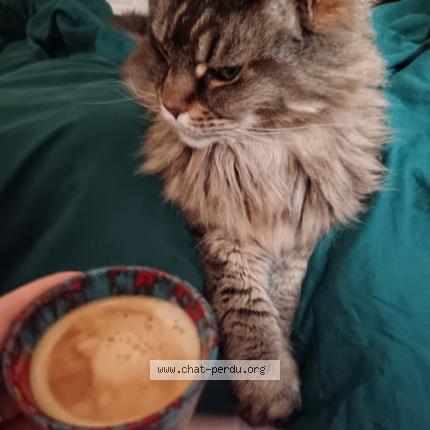 Photo de chat perdu à Rouen