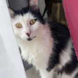 Photo de chat perdu à Saint Genis Pouilly