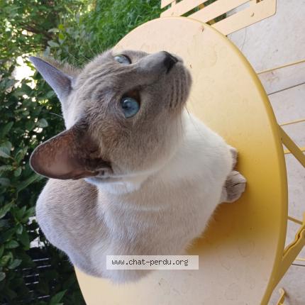 Photo de chat perdu à Bry Sur Marne