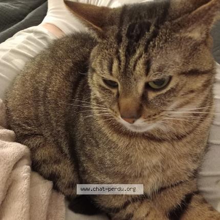 Photo de chat perdu à Achicourt