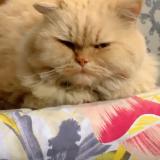 Photo de chat perdu à Sahiwal