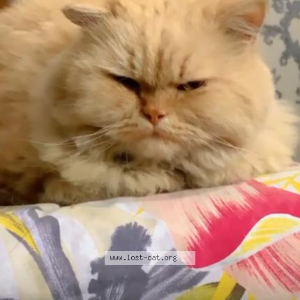 Photo 1/1 Thulla Chat perdu à Sahiwal