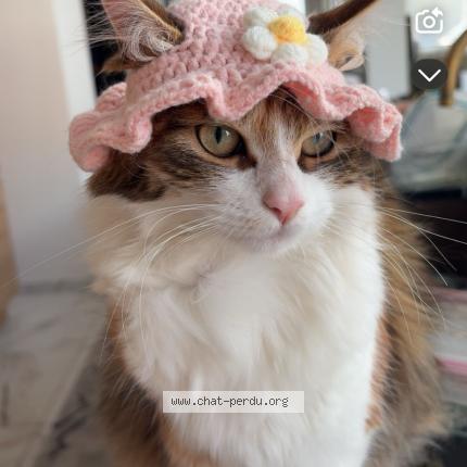 Photo 1/1 nini Chat perdu à Erquinghem lys