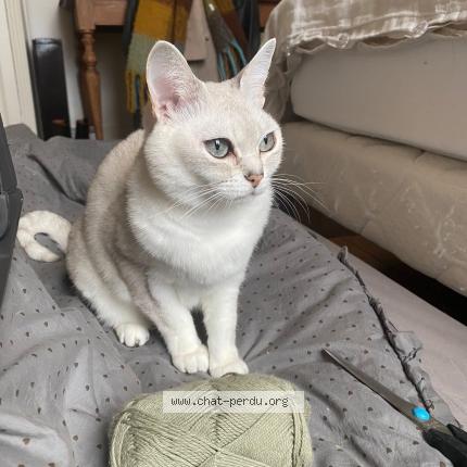 Photo 1/3 June Chat perdu à Wasquehal