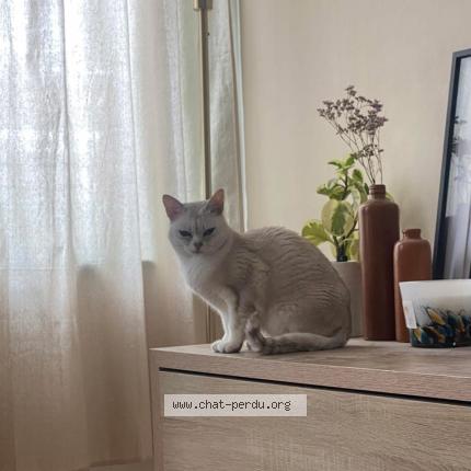 Photo 3/3 June Chat perdu à Wasquehal