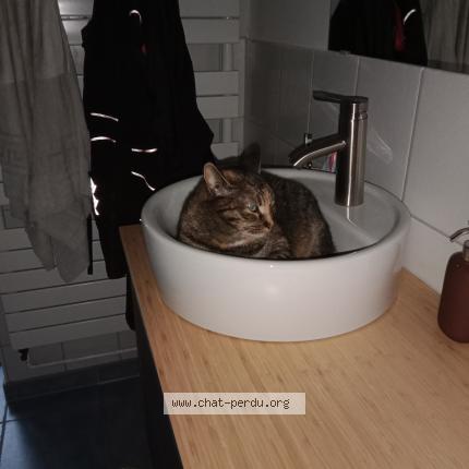 Photo 1/1 Chat retrouvé Perdu à Wittelsheim