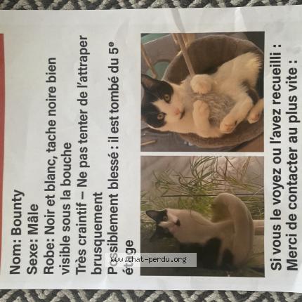 Photo 1/1 Chat retrouvé Perdu à Sotteville Les Rouen