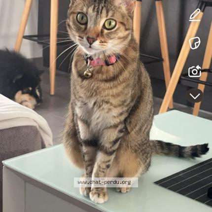 Photo de chat perdu à Baraqueville