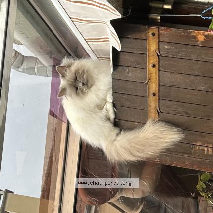 Photo 1/1 Chat retrouvé Perdu à Rueil Malmaison