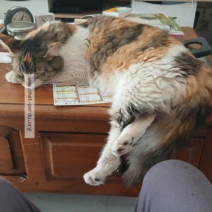 Photo 1/1 Chat retrouvé Trouvé à Saintes