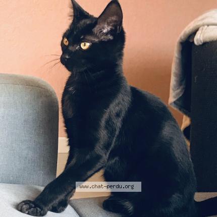 Photo de chat perdu à Gragnague