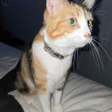 Photo de chat perdu à Trith St Leger