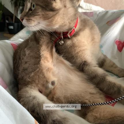 Photo de chat perdu à St Maixant