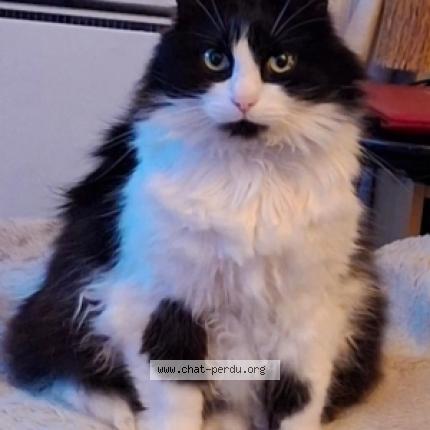 Photo 1/1 Chat retrouvé Perdu à Chanteloup les vignes