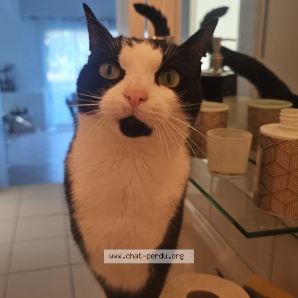 Photo de chat perdu à Aixe Sur Vienne