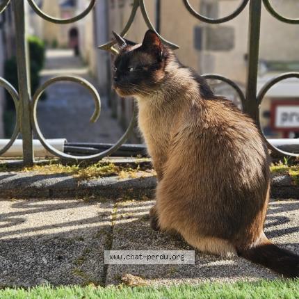 Photo 1/1 Chat retrouvé Perdu à Piriac