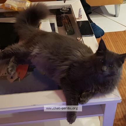 Photo 1/1 TAO Chat perdu à Plouezoc h