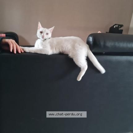 Photo 1/1 Chat retrouvé Perdu à Lunel