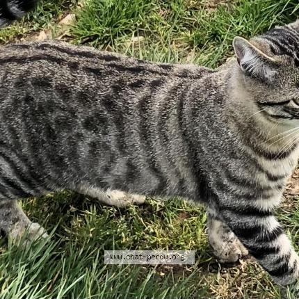 Photo de chat perdu à Saint Pere