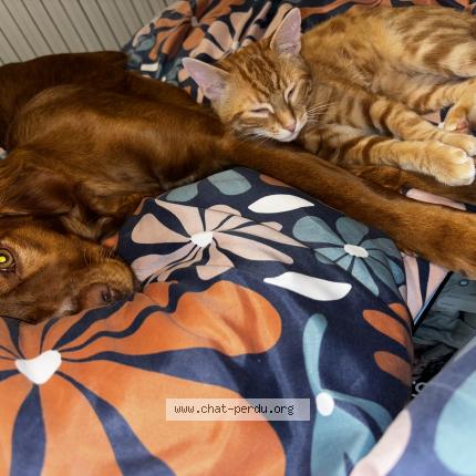 Photo 1/1 Luffy Chat perdu à Dompierre sur yon