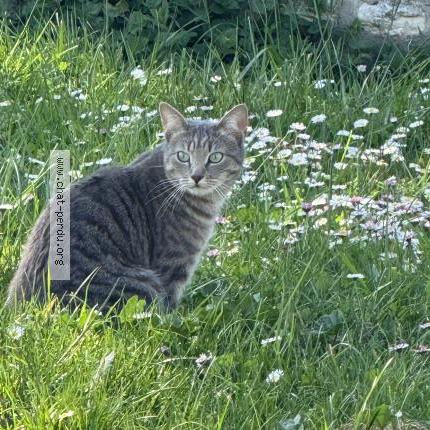 Photo 2/4 Chat retrouvé Perdu à Semussac