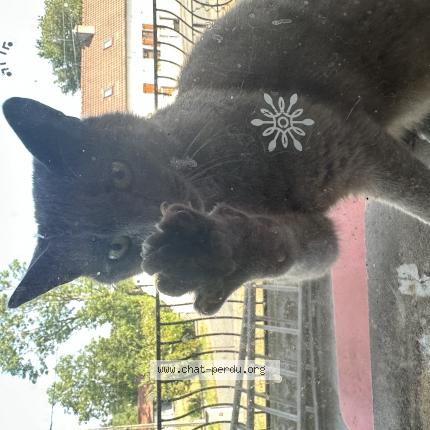 Photo 1/1 Chat retrouvé Trouvé à Neuilly Le Real