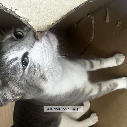 Photo de chat trouvé à Wasquehal