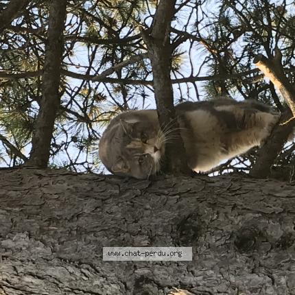 Photo de chat trouvé à Varces