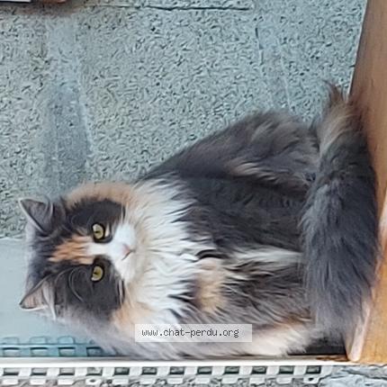 868323 Sissi chat perdu et retrouvé à MONTREVAULT SUR EVRE
