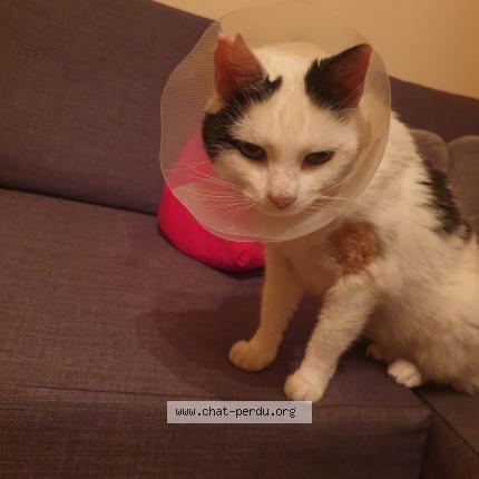 Photo de chat perdu à Chatenoy