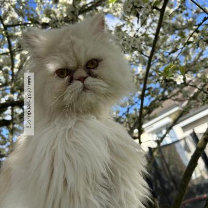 Photo de chat perdu à Gauchy
