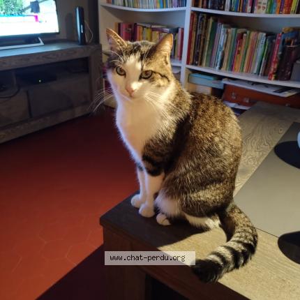 Photo de chat perdu à Les Ponts De Ce