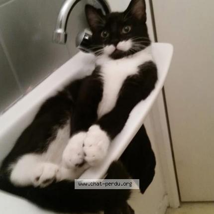 Photo de chat perdu à Bailleau Armenonville