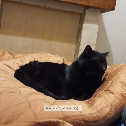 Photo de chat perdu à Valenciennes