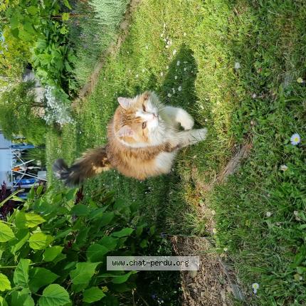 Photo de chat perdu à Biol