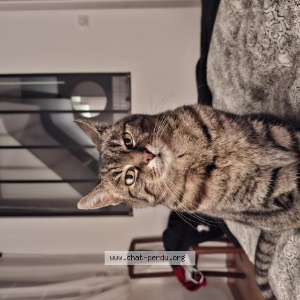 Photo de chat perdu à Wittenheim