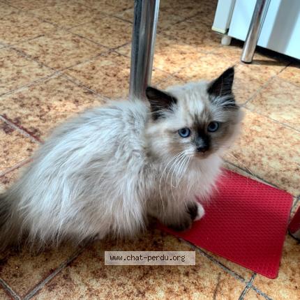 Photo de chat perdu à Vigneux Sur Seine