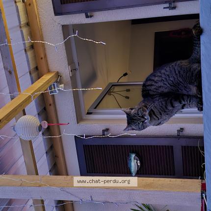 Photo de chat perdu à Wittenheim