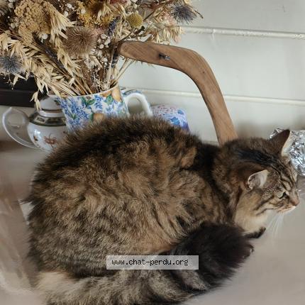 Photo 1/1 Chamalow Chat perdu à Brigne