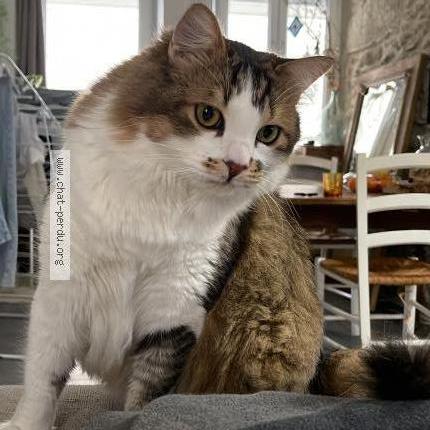 Photo 1/1 didou Chat perdu à Saint laurent du pont