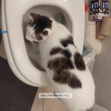 Photo de chat perdu à Banvou