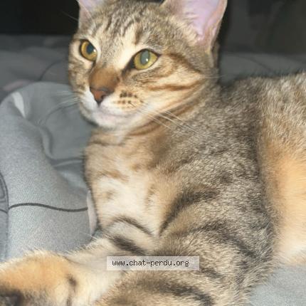 Photo 1/1 Tyra "pupuce" Chat perdu à Grigny sur rhone